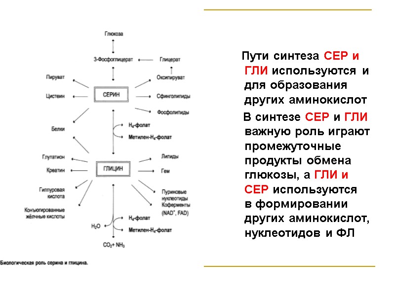 Пути синтеза СЕР и ГЛИ используются и для образования других аминокислот   